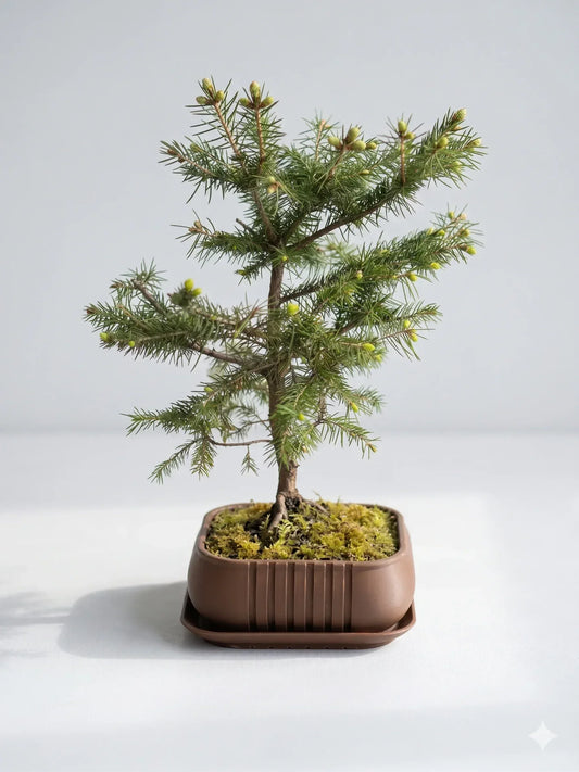 Bonsai Topf 3D gedruckt – Pflanzentopf Deko